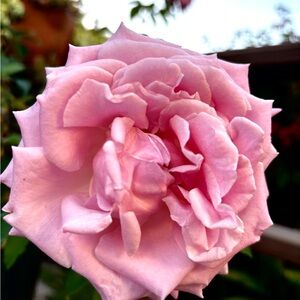 Meet your Posher, Maribel